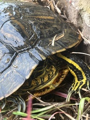 Trachemys scripta scripta