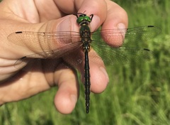 Somatochlora flavomaculata