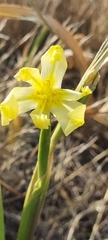 Moraea miniata