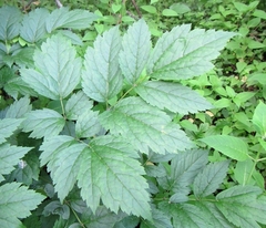 Actaea podocarpa