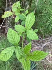 Rubus allegheniensis