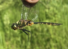 Somatochlora flavomaculata