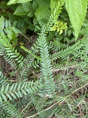 Gleditsia triacanthos