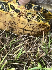 Trachemys scripta scripta