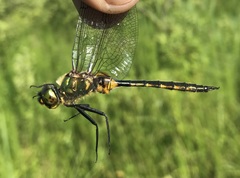 Somatochlora flavomaculata