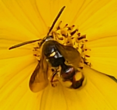 Scolia nobilitata