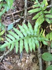 Woodwardia areolata