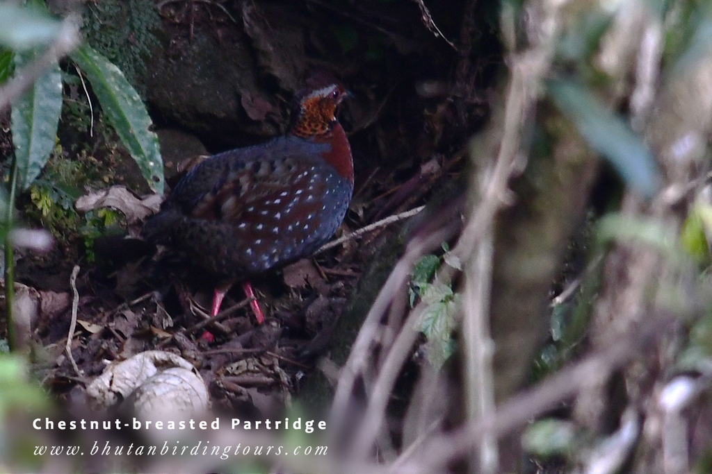 Chestnut-breasted Partridge (Arborophila mandellii) photo