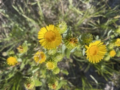 Grindelia subalpina