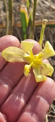 Moraea miniata