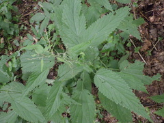 Urtica galeopsifolia