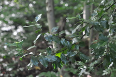 Ilex aquifolium