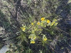 Grindelia subalpina