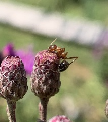 Formicinae