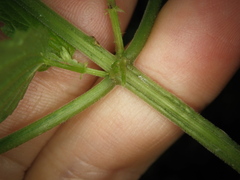 Urtica galeopsifolia