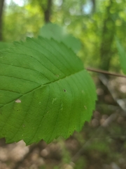 Ulmus rubra