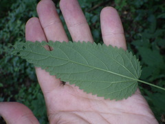 Urtica galeopsifolia