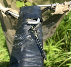 Gomphus vulgatissimus