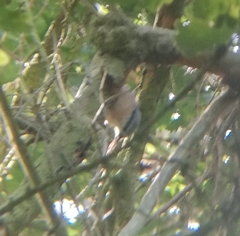 Sitta europaea
