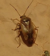 Lygus pratensis