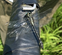 Gomphus vulgatissimus