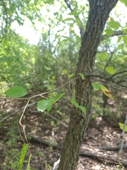 Ulmus rubra