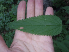 Urtica galeopsifolia