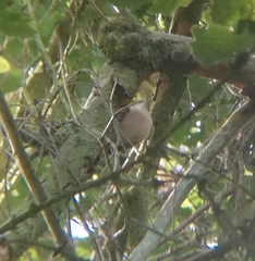 Sitta europaea