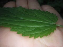 Urtica galeopsifolia