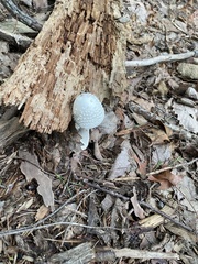 Amanita abrupta