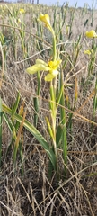 Moraea miniata
