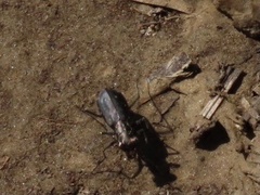 Cicindela punctulata