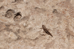 Sphingonotus rubescens