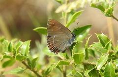 Satyrium ilicis