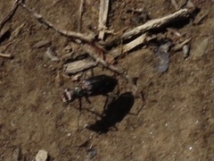 Cicindela punctulata