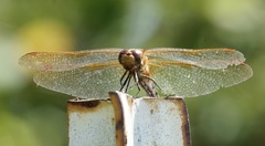 Sympetrum madidum