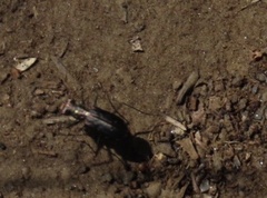 Cicindela punctulata