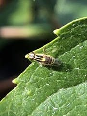 Thaumatomyia
