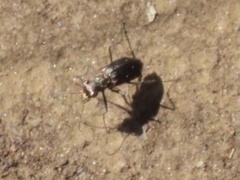 Cicindela punctulata