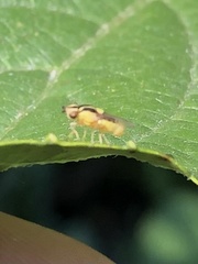 Thaumatomyia