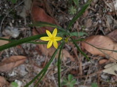 Hypoxis