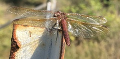 Sympetrum madidum