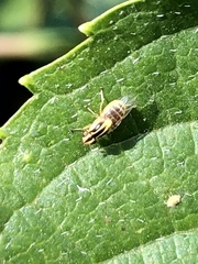 Thaumatomyia