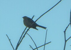 Emberiza citrinella