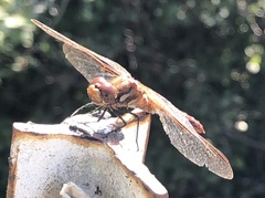 Sympetrum madidum