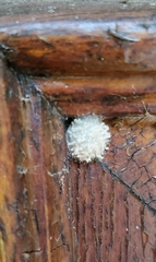 Gibellula