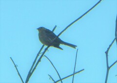 Emberiza citrinella