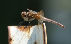 Sympetrum madidum