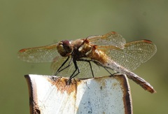 Sympetrum madidum
