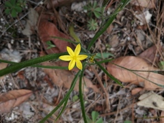 Hypoxis